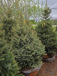 Black Hills Spruce