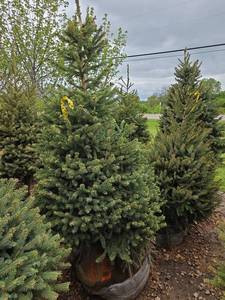 Black Hills Spruce