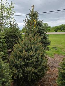Black Hills Spruce