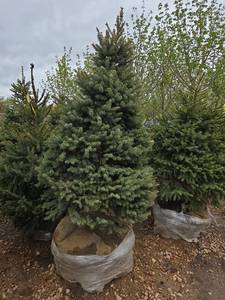 Black Hills Spruce