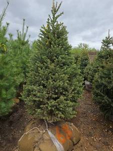 Black Hills Spruce