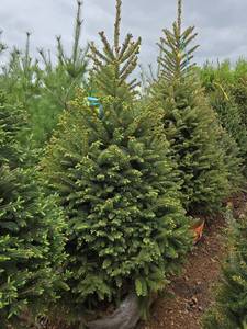 Black Hills Spruce