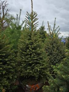 Black Hills Spruce