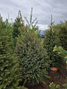 Black Hills Spruce