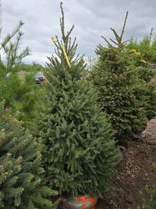 Black Hills Spruce
