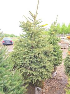 Black Hills Spruce