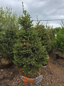 Black Hills Spruce