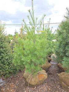 White Pine