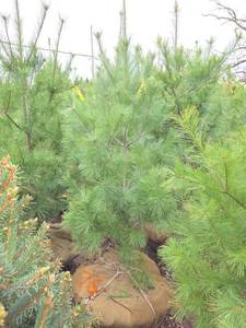 White Pine