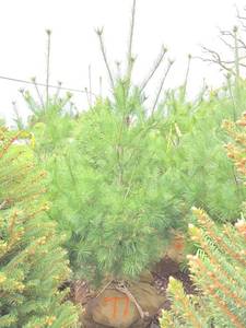 White Pine