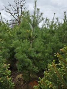 White Pine