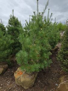 White Pine