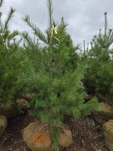 White Pine