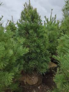 White Pine