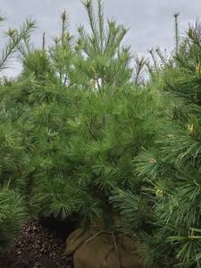 White Pine