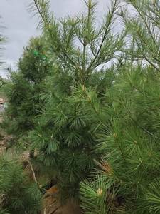 White Pine