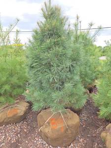 White Pine