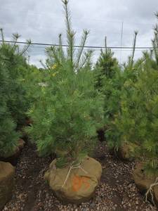 White Pine