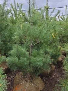 White Pine