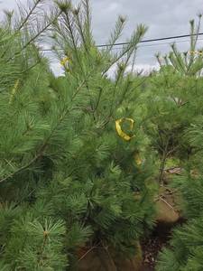 White Pine