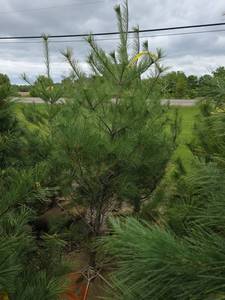 White Pine