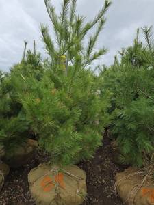 White Pine