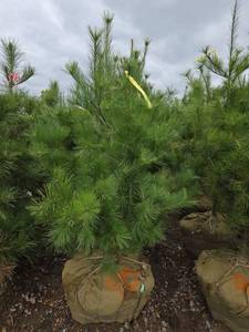 White Pine