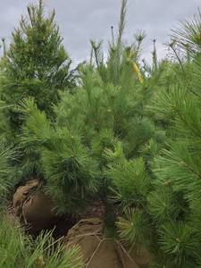 White Pine