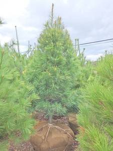 White Pine
