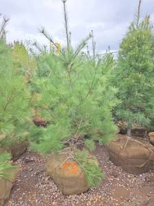 White Pine