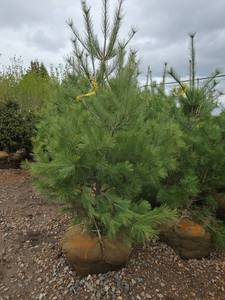 White Pine