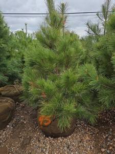 Red Pine