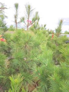 Red Pine