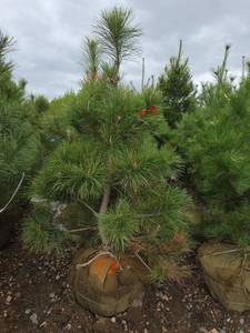 Red Pine