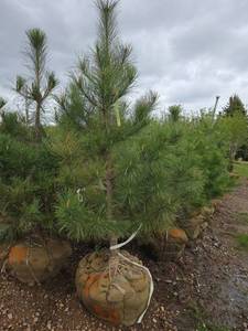 Red Pine
