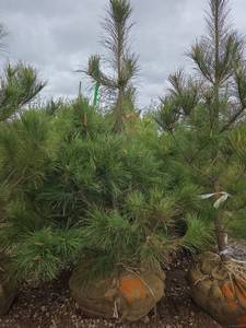 Red Pine