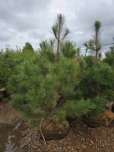 Red Pine