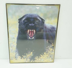 Framed Art Photo Print Black Panther 16x20