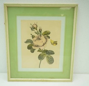 vintage framed botanical print. rose with butterfly 12.75x 14.75