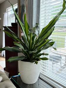 Large Live Potted Houseplant in Decorative Planter