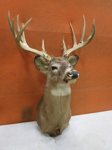 Non Typical Deer Mount With Bullet Hole in Antler