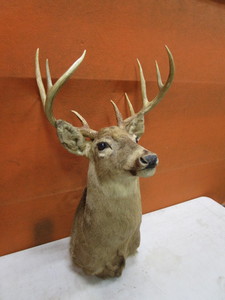 Deer Mount