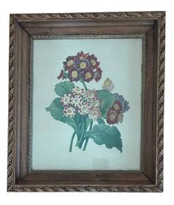 MB - Primula Auricula Print by Pierre-Joseph Redoute