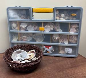 LLSR - Mixed Lot Seashell Collection