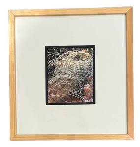 LL - Framed Nature Print