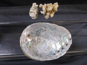 Abalone Shell, Coral