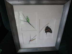 Butterfly Watercolor, Brenda F Behr