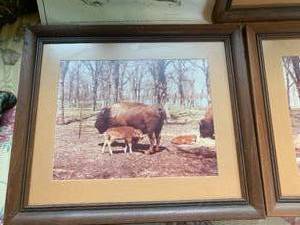 Buffalo framed pictures and book...