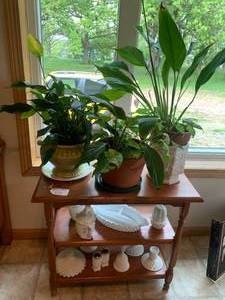 Wood shelf with (3) live plants...