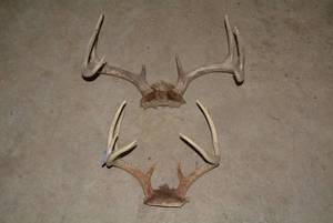 (2) Sets of deer antlers...
